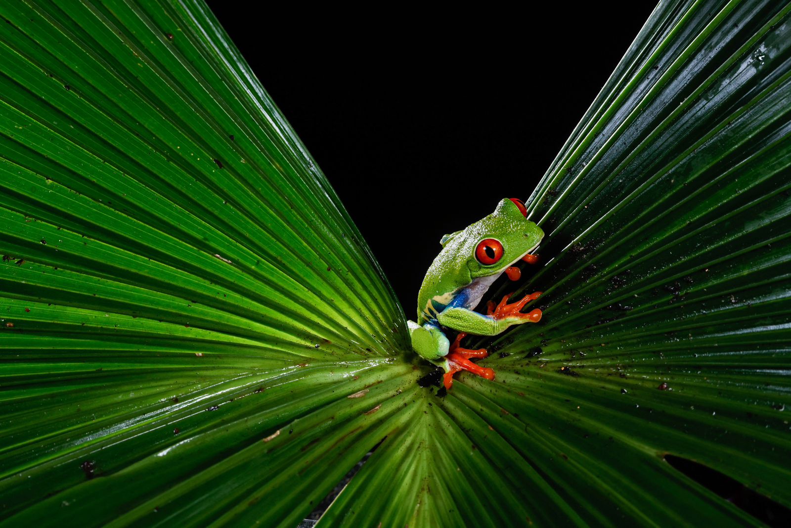 Rainforest Night Walks