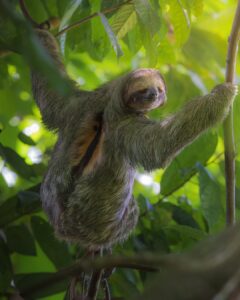 Sloths & Nature at Papa's Place