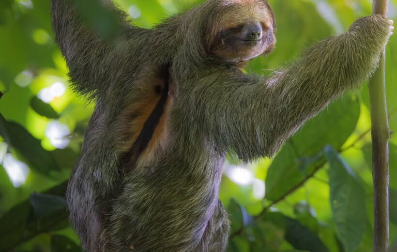 Sloths & Nature at Papa's Place